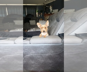 Yorkshire Terrier Puppy for sale in BENSON, NC, USA