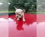 Small #1 French Bulldog