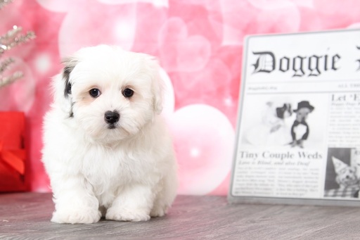 Medium Photo #1 Zuchon Puppy For Sale in BEL AIR, MD, USA