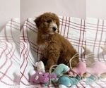 Small #11 Goldendoodle (Miniature)