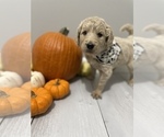 Small Photo #3 Goldendoodle Puppy For Sale in EUREKA, MO, USA