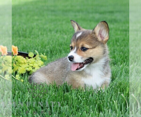 Medium Photo #5 Pembroke Welsh Corgi Puppy For Sale in PALMYRA, PA, USA
