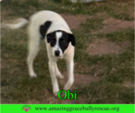 Small #22 Jack Russell Terrier Mix