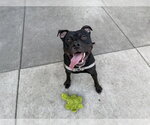 Small American Pit Bull Terrier