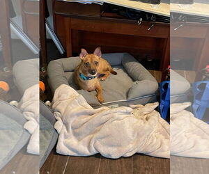Chihuahua-Unknown Mix Dogs for adoption in Katy, TX, USA