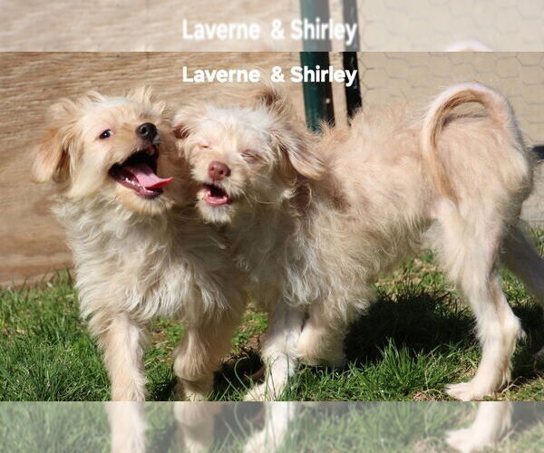 Medium Photo #3 Poocan Puppy For Sale in Aurora, IN, USA