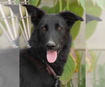 Small Border Collie Mix