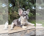 Small French Bulldog
