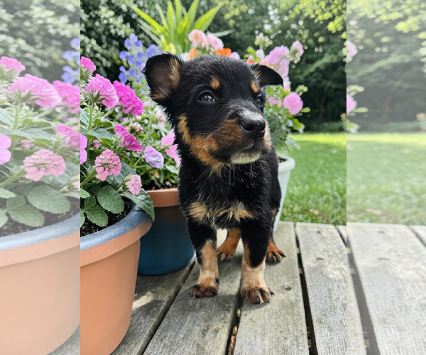Medium Photo #3 Mutt Puppy For Sale in McKinney, TX, USA
