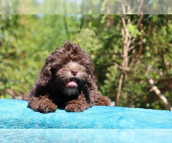 Medium Photo #13 ShihPoo Puppy For Sale in DYERSBURG, TN, USA
