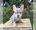 Small #1 French Bulldog