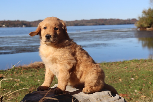 Medium Photo #8 Golden Retriever Puppy For Sale in HARRISON, TN, USA