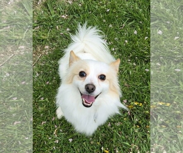 Medium Photo #1 Chiranian Puppy For Sale in Rochester, NY, USA