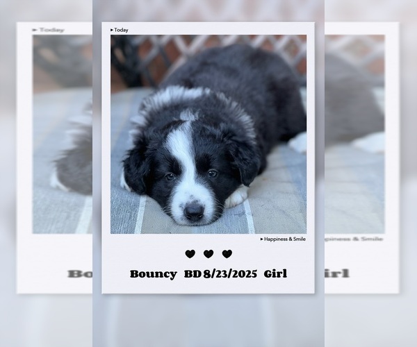 Medium Photo #1 Border Collie Puppy For Sale in BARBOURSVILLE, WV, USA