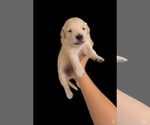 Small #1 English Cream Golden Retriever