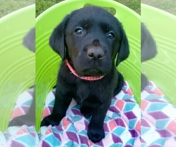 Medium Photo #26 Labrador Retriever Puppy For Sale in IONE, CA, USA