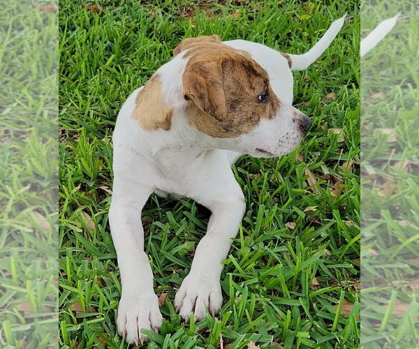 Medium Photo #25 Labrador Retriever-Unknown Mix Puppy For Sale in Rosenberg, TX, USA