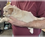 Small Photo #3 Shih Tzu-Zuchon Mix Puppy For Sale in SPRING GROVE, PA, USA