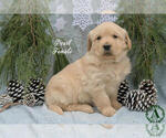 Small Photo #8 Golden Retriever Puppy For Sale in HARRISONBURG, VA, USA