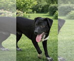 Small #12 Labrador Retriever
