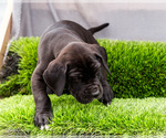 Small #3 Great Dane