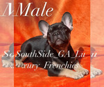 Puppy Puppy 1 French Bulldog