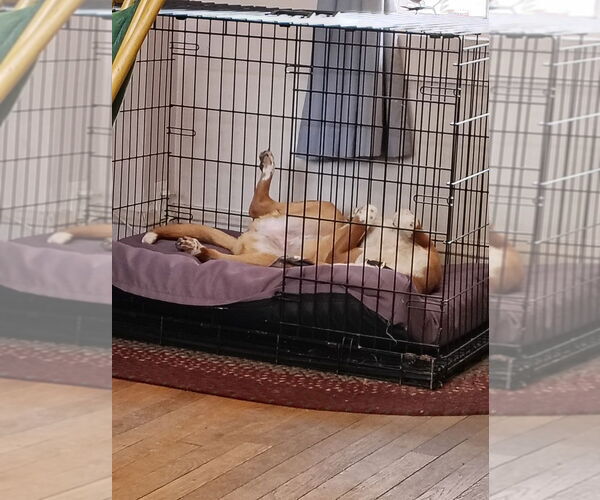 Medium Photo #14 Mutt Puppy For Sale in Silver Spring, MD, USA