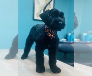 Schnauzer (Giant) Puppy for Sale in TYLER, Texas USA