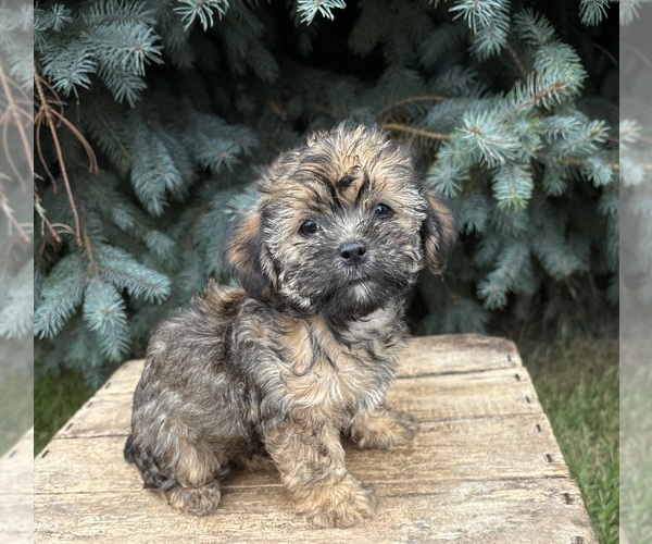 Medium Photo #5 Shorkie Tzu Puppy For Sale in MIDDLEBURY, IN, USA