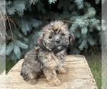 Small #4 Shorkie Tzu