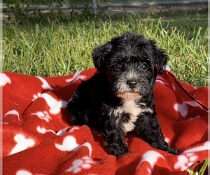Poodle (Toy)-Schnauzer (Miniature) Mix Puppy for sale in EL CAMPO, TX, USA