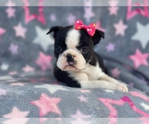 Boston Terrier Puppy for sale in LAKELAND, FL, USA