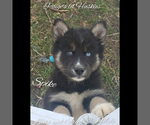 Small Photo #29 Siberian Husky Puppy For Sale in BLOOMFIELD, IN, USA