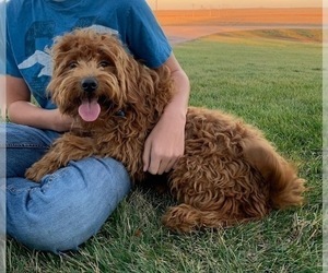 Mother of the Goldendoodle (Miniature) puppies born on 03/28/2025