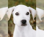 Small Labbe
