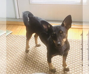 Elaine - Female American Rat Pinscher Dog for Adoption - Photo #4
