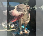 Small #2 American Staffordshire Terrier