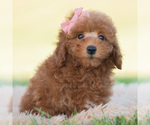Small Photo #102 Goldendoodle (Miniature) Puppy For Sale in WARSAW, IN, USA
