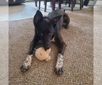 Small #10 American Pit Bull Terrier Mix