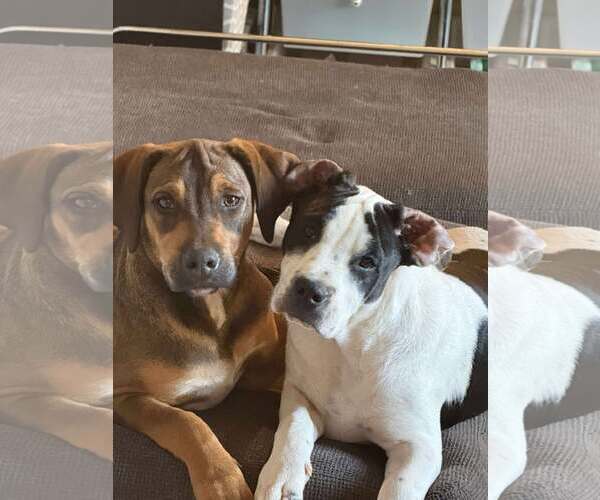 Medium Photo #2 Pointer-Unknown Mix Puppy For Sale in pomfret, CT, USA