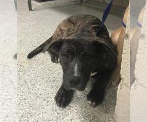 American Bulldog Dogs for adoption in Conroe, TX, USA