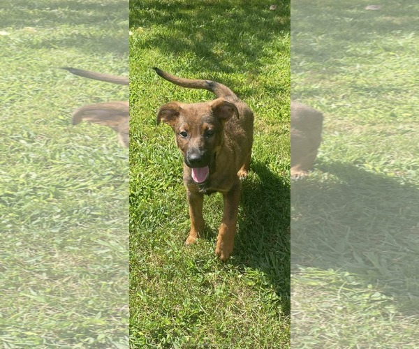 Medium Photo #1 Catahoula Leopard Dog-Unknown Mix Puppy For Sale in pomfret, CT, USA