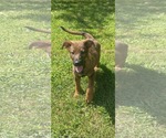 Small Catahoula Leopard Dog Mix