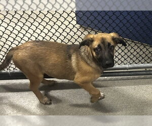 Mountain Cur-Unknown Mix Dogs for adoption in Sterling, MA, USA