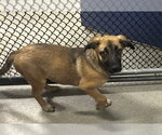 Small Mountain Cur Mix
