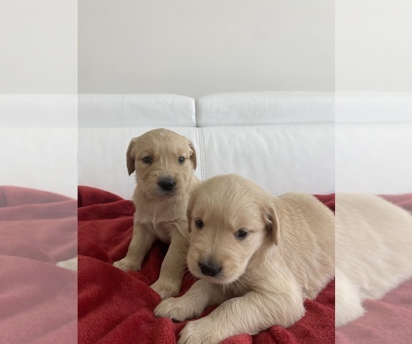 Medium Photo #5 Golden Retriever Puppy For Sale in MIAMI, FL, USA