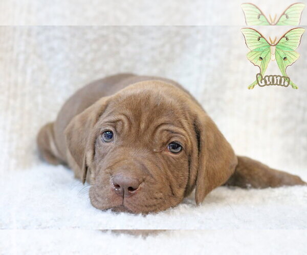 Medium Photo #6 Mutt Puppy For Sale in Wakefield, RI, USA