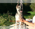 Small #1 German Shepherd Dog