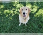 Small Photo #1 Golden Retriever Puppy For Sale in PENROSE, CO, USA