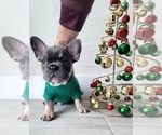 Puppy 4 French Bulldog